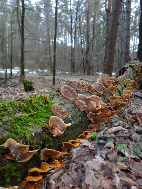 23 февраля - расцвели синие подснежники