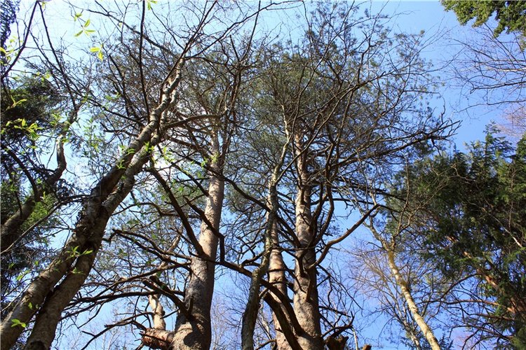 Савватьева Пустынь, Тверская область