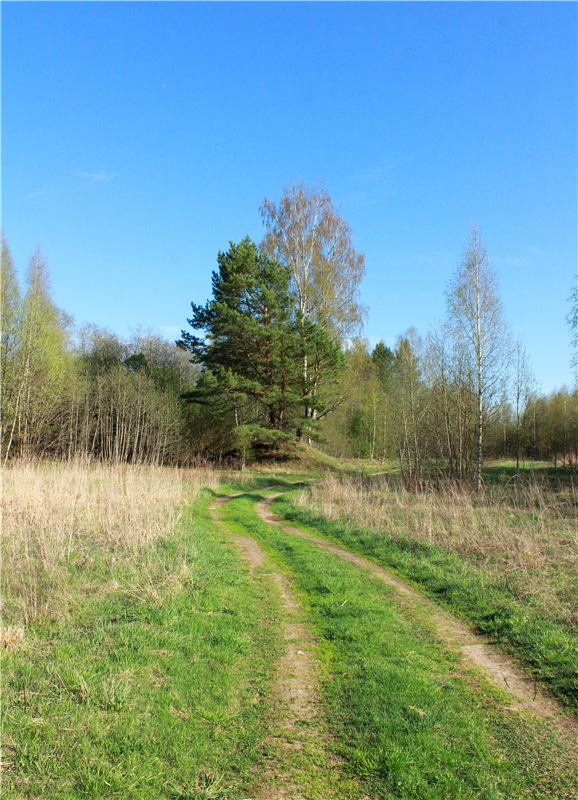 Прогулка Софи. Lati HoneyBee New Mystic Sophie | Бэйбики Прогулка Софи. Lati HoneyBee New Mystic Sophie