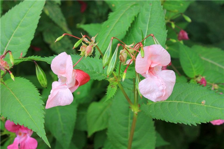 Сентябрьское путешествие в Старицу, четвёртая часть (фото 7)
