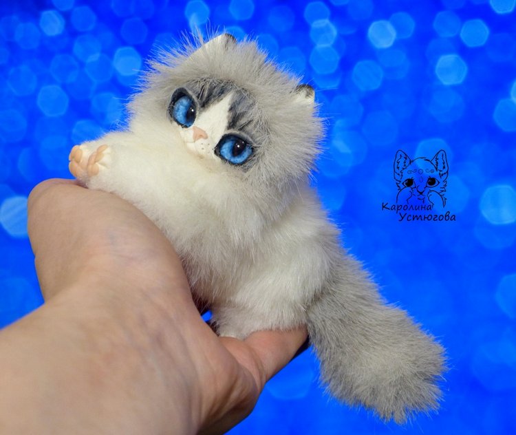 Котята Охос азулес. Чарующие глаза (фото 10)