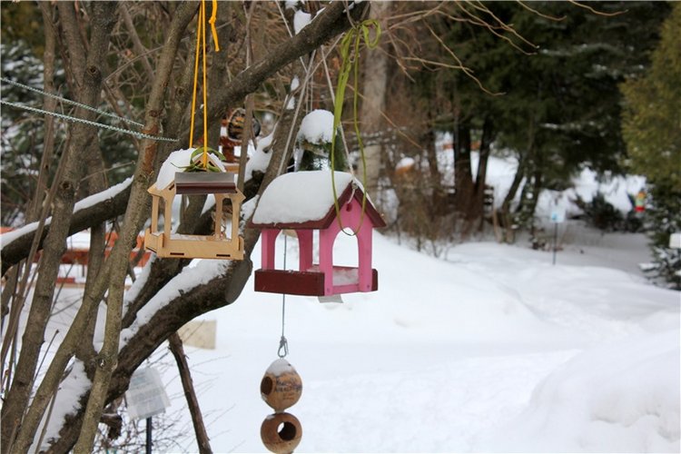 Тверской Ботанический Сад, заключительная часть (фото 6)