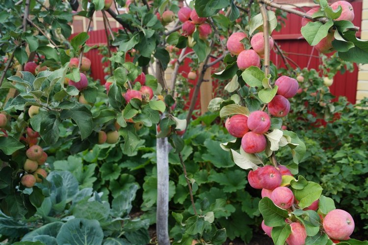 На день рождения Василисы я подарила новое платье
