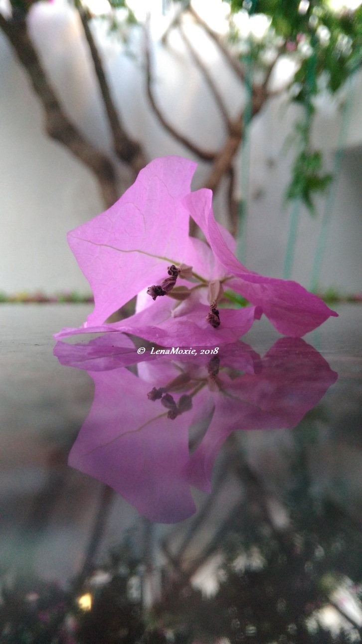 Kidz' тур. Нико на Крите. Аниссарас