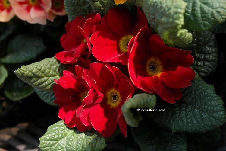 Тарас в апрельском саду — Куклы Kidz'n'Cats (Соня Хартман): шарнирные 46 см