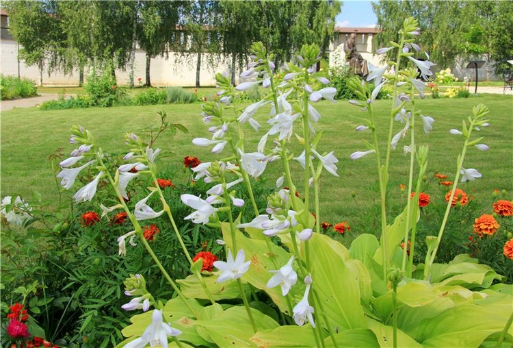 Августовская прогулка в Берново. Zwergnase Mischa