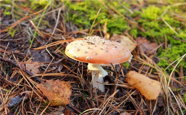 Ромашковый октябрь. Zwergnase Mischa