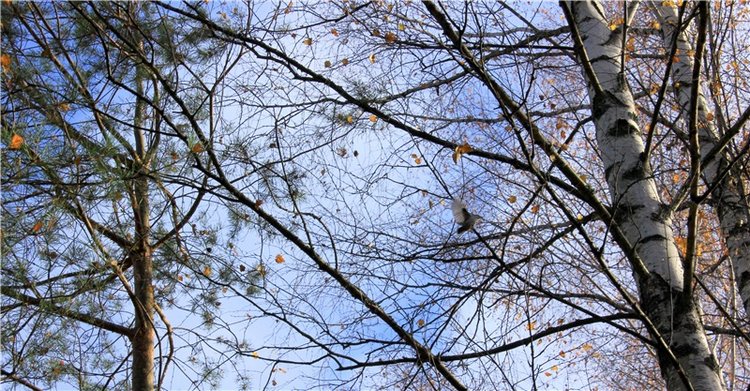 Ромашковый октябрь. Zwergnase Mischa