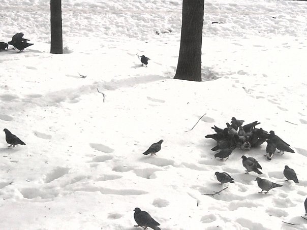 1 апреля — Международный день птиц