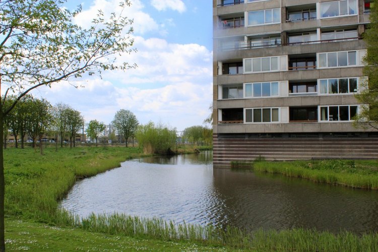 Цветущая Сакура. Прогулка по парку с Алисой. Весенние зарисовки (фото 8)