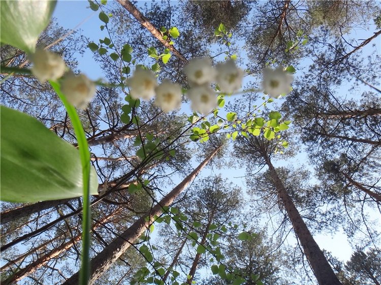 Ландышевая Сказка — Куклы Heidi Plusczok (Хайди/Хейди Плюсчок) — фото