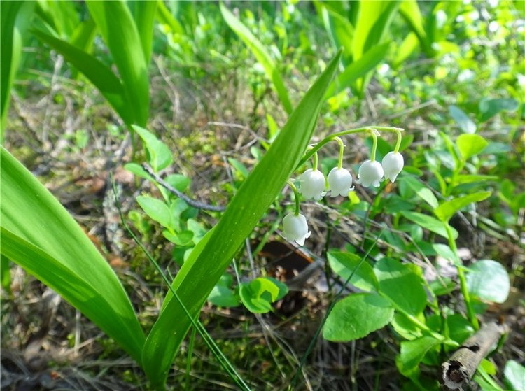 Ландышевая Сказка — Куклы Heidi Plusczok (Хайди/Хейди Плюсчок) — фото