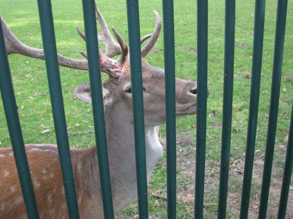 Разнообразие животного мира (фото 9)