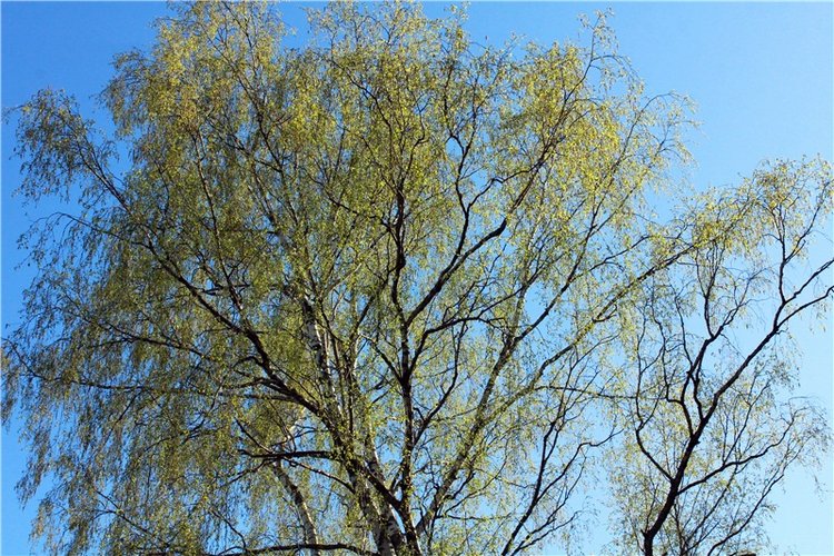 Прогулка Софи. Lati HoneyBee New Mystic Sophie | Бэйбики Прогулка Софи. Lati HoneyBee New Mystic Sophie