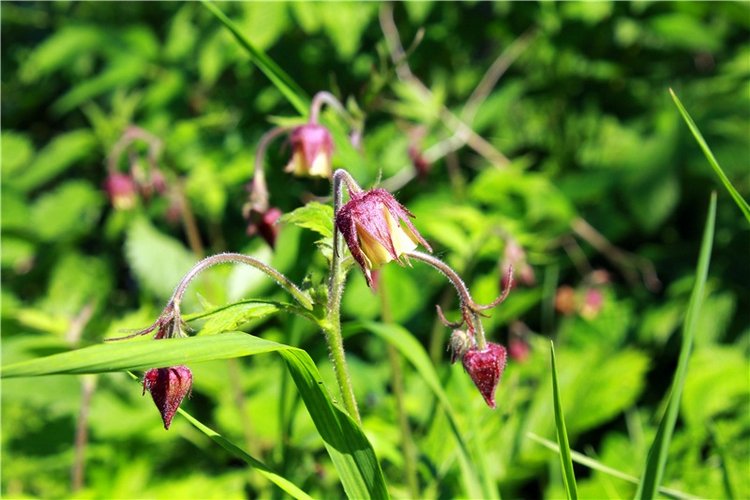 Затерянный Мир — Красивая природа и цветы: фото пейзажей