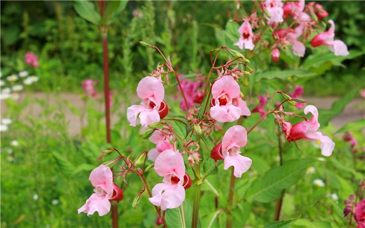 Июльское путешествие в Старицу, продолжение