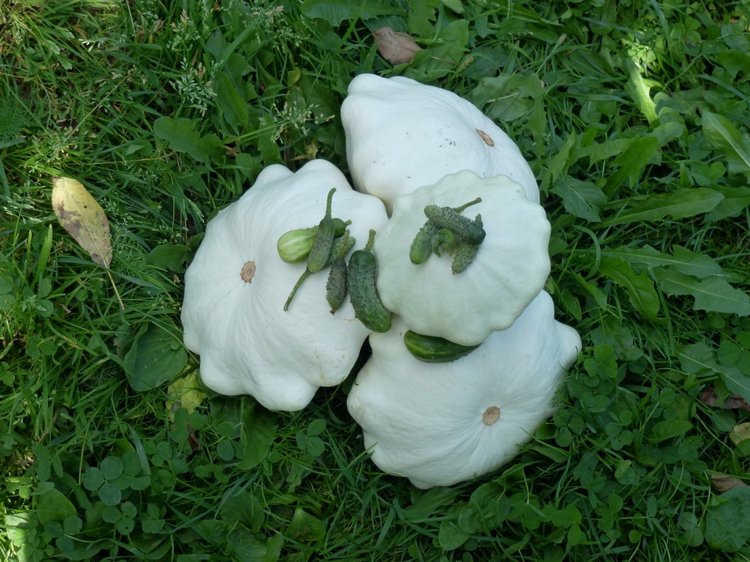 Отдых в деревне с Джой — Туризм и путешествия: фотоотчеты из поездок