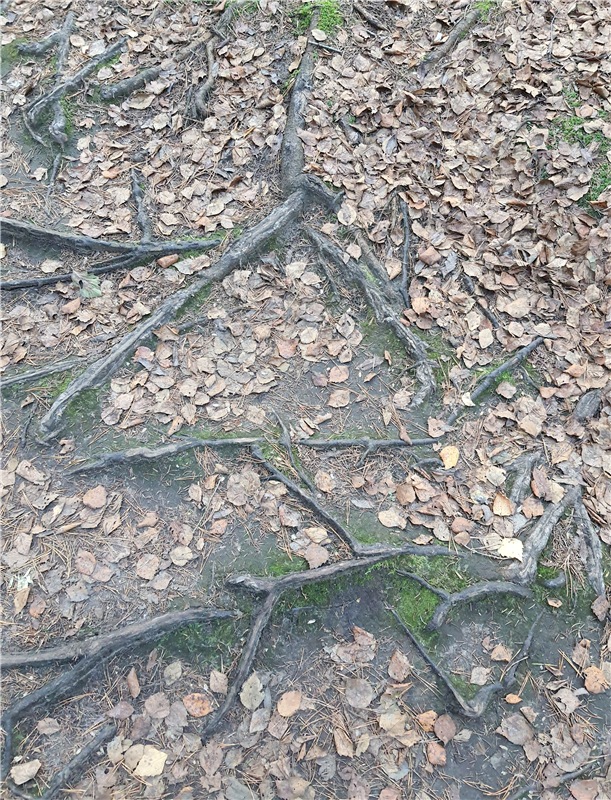 Путешествие по Святым местам Тверской области (фото 9)