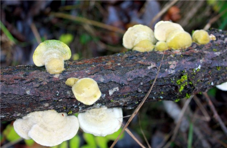 Туманный Ноябрь | Бэйбики Туманный Ноябрь — Куклы Latidoll (Лати): BJD (БЖД)