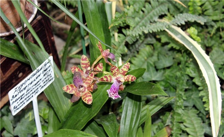 Тверской Ботанический Сад, продолжение | Бэйбики Тверской Ботанический Сад, продолжение