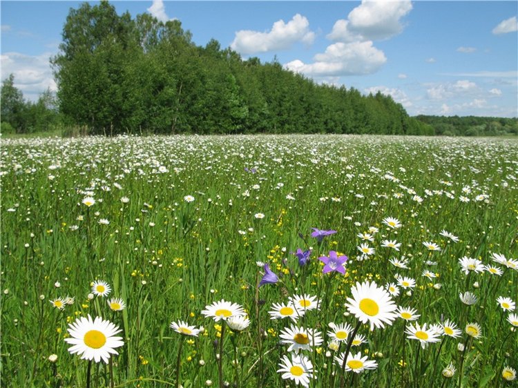 Я ехал к Вам! Пушкинский праздник в Берново, 2018 год