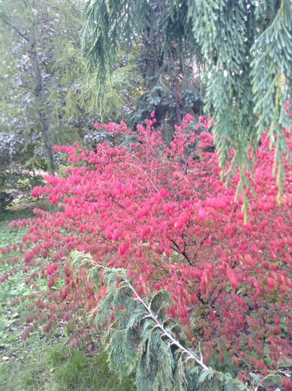 Аптекарский огород сегодня. ч.5. Грибной фестиваль