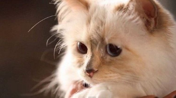 Скончался Карл Лагерфельд: дизайнер, ставший легендой еще при жизни