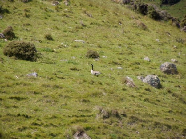 Увлекательное путешествие по Новой Зеландии