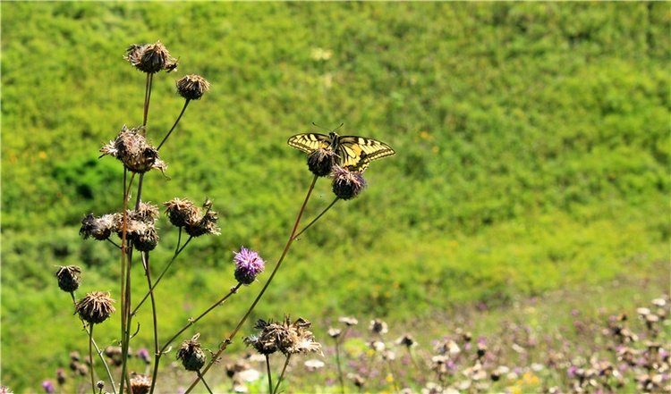 Подарок для Бенни | Бэйбики Подарок для Бенни — Куклы Iplehouse (Иплхаус): BJD (БЖД)