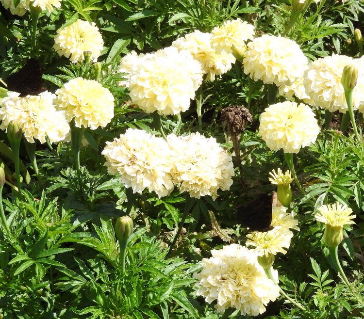 Цветы — роскошный дар природы (фото 7)