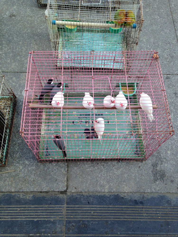 Прогулка по Китаю-2 (обзор цен на игрушки, животных, шмотки, еду)