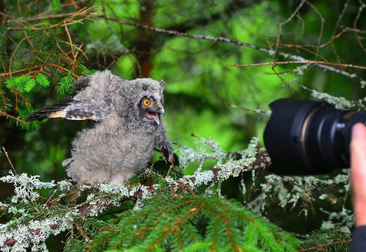 Любительские и профессиональные фотографии Сов (выпуск 2)