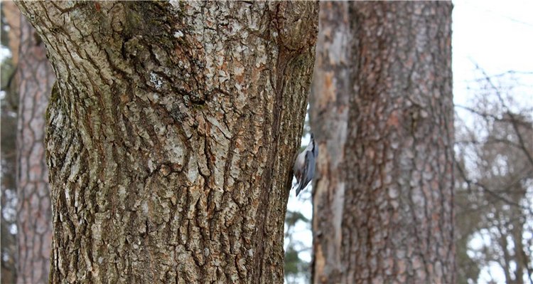 Путешествие в первый день Весны