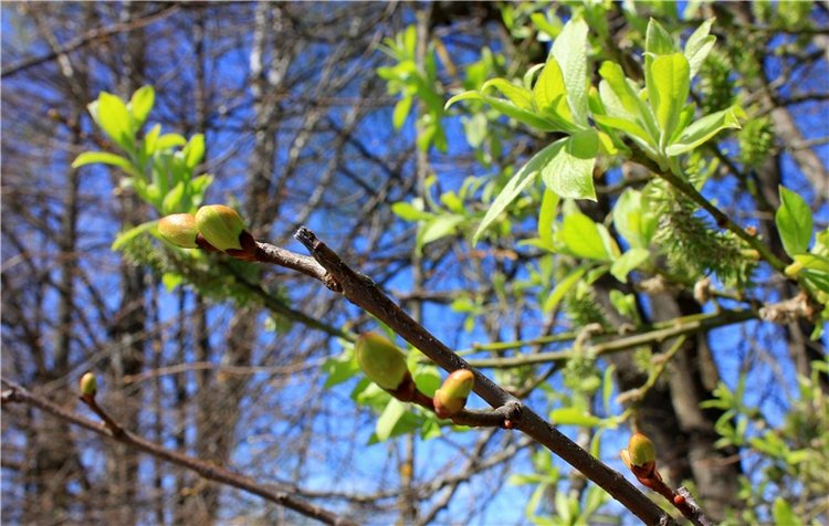 Путешествие Софи в Старицу, продолжение. Lati HoneyBee New Mystic Sophie