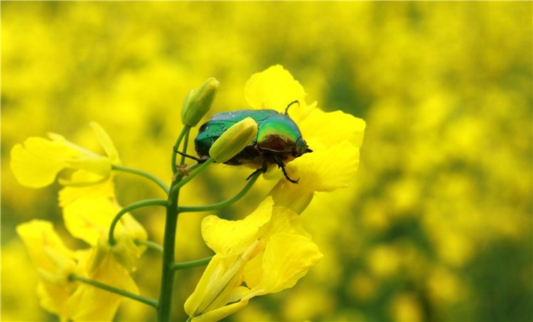 Солнечное поле. Twinkles Ella Chocolate (фото 9)