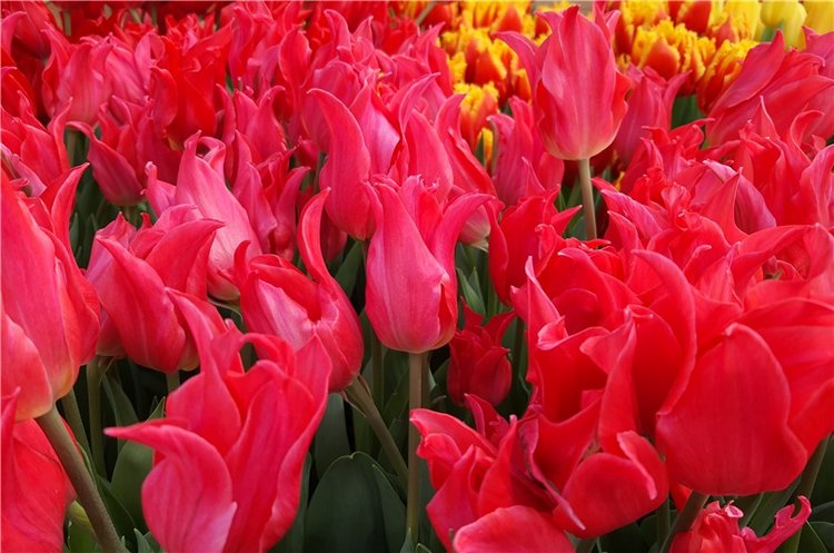 Выставка тюльпанов в Твери