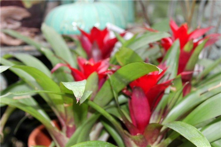 Тверской Ботанический Сад, продолжение | Бэйбики Тверской Ботанический Сад, продолжение