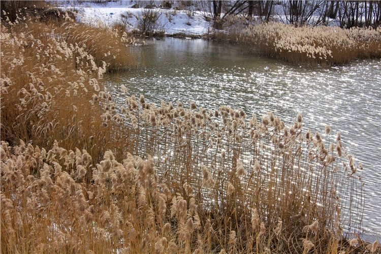 Выставка тюльпанов в Твери, продолжение (фото 3)