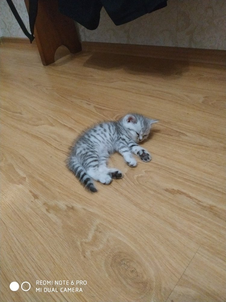 Гостей с такими подарками надо гнать поганой метлой! Или не надо