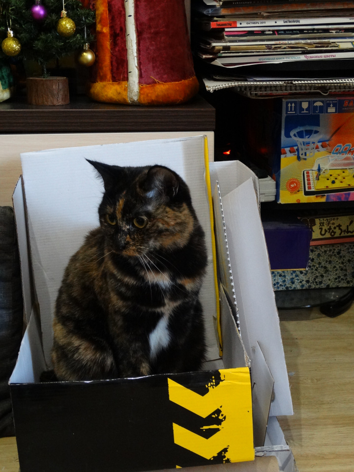 Кото-фото — В мире животных: смешные фото питомцев и зверей