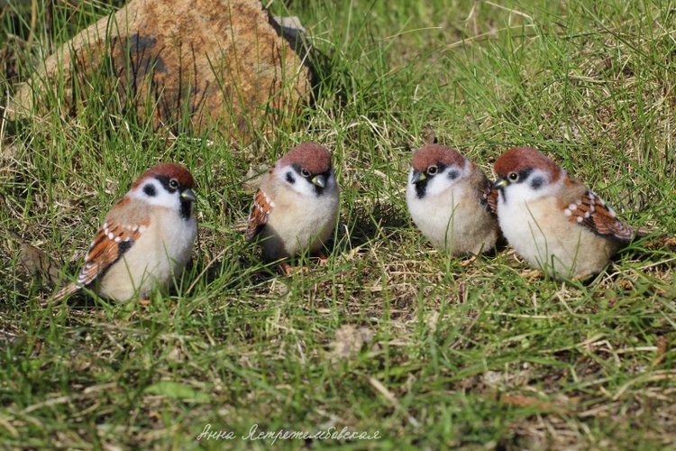 Воробушки — Валяные игрушки из шерсти: сухое валяние