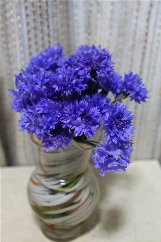 Ах, васильки, васильки — Красивая природа и цветы: фото пейзажей (фото 8)