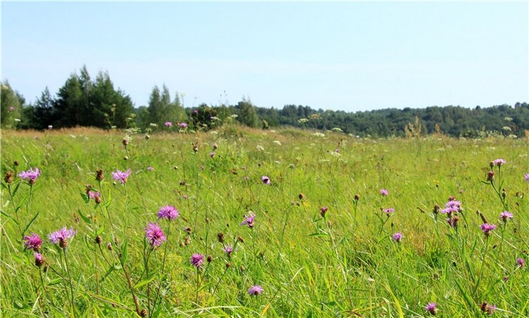 Инопланетянка Нийя. Custom Blythe Doll UFO Go Go Takara