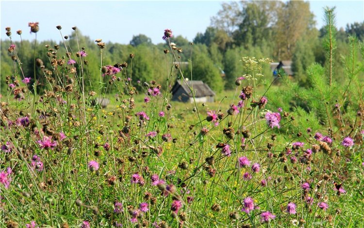 Инопланетянка Нийя. Custom Blythe Doll UFO Go Go Takara