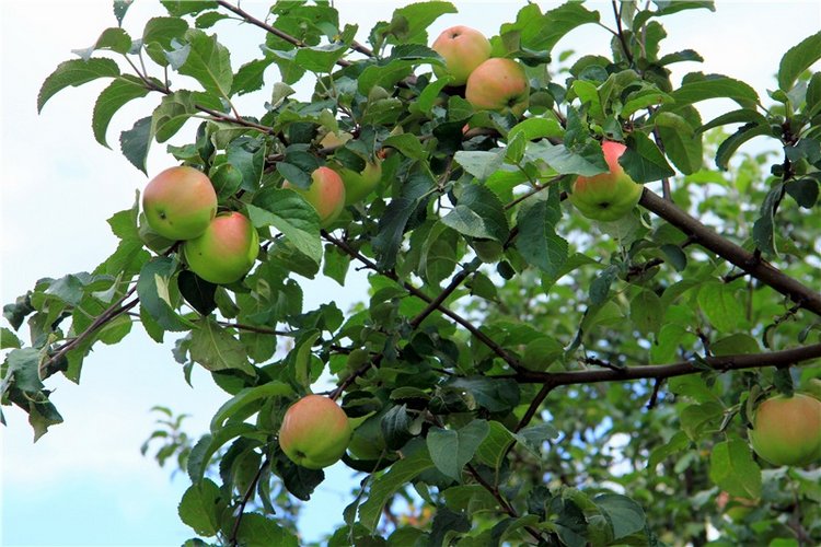 Августовская прогулка в Берново. Zwergnase Mischa (фото 9)