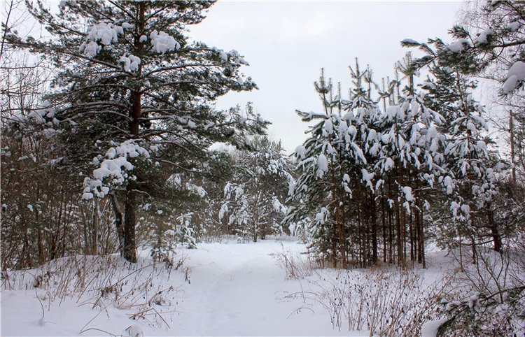 Рождественские гуляния, часть вторая. Zwergnase Mischa