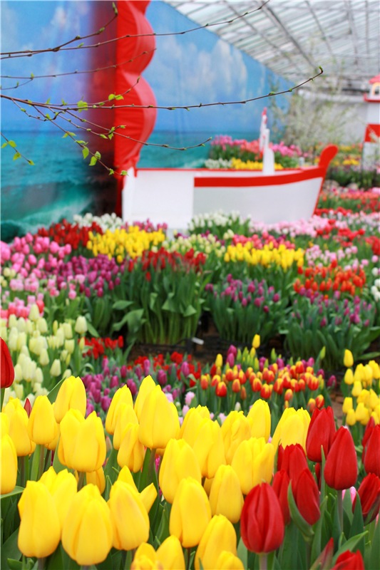 Тюльпановый Рай, продолжение. Выставка тюльпанов в Твери. Mini Layla elf Sunkissed skin от Kaye Wiggs (фото 2)