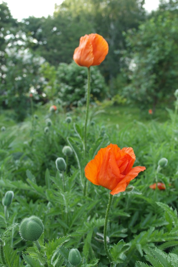 Есенинские тропинки. Часть 2