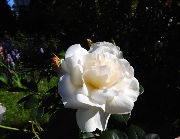 Сочи-Адлер: Южное Взморье - Мои любимые куколки на отдыхе