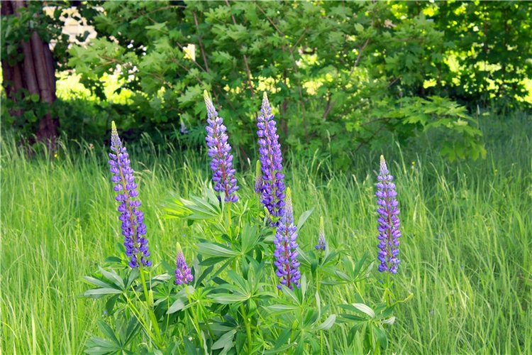 Я к Вам лечу воспоминаньем...Пушкинский праздник поэзии в Берново, 2019 год